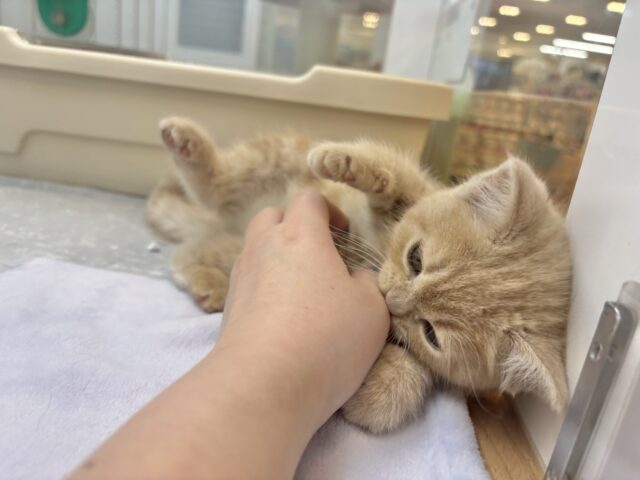 アメリカンショートヘア