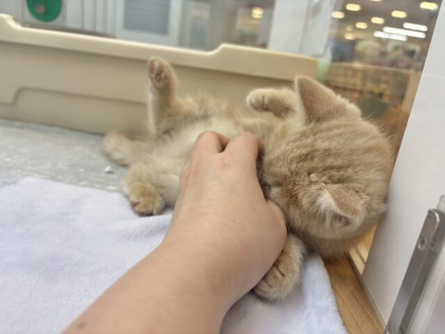 アメリカンショートヘア