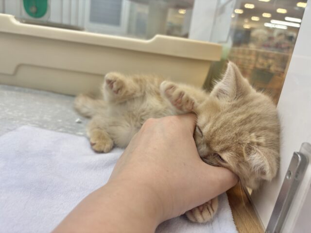 アメリカンショートヘア