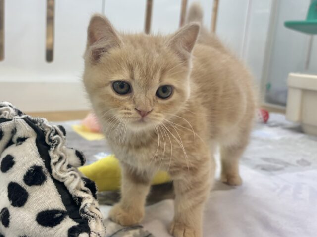 アメリカンショートヘア