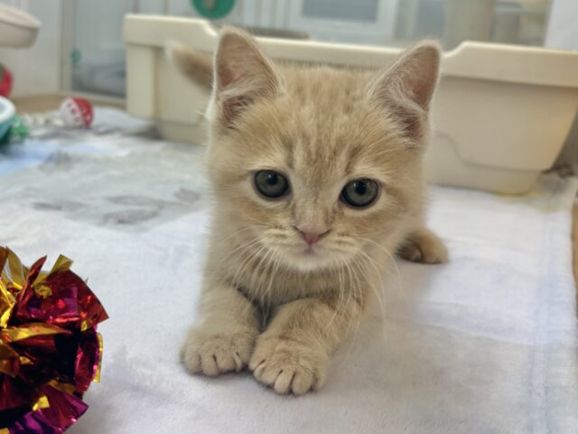 アメリカンショートヘア