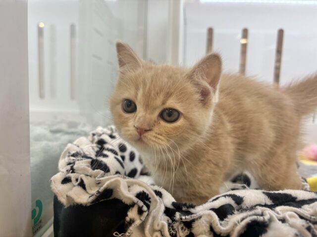 アメリカンショートヘア