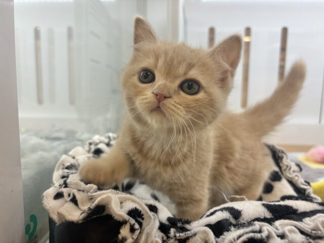 甘えたい！が止まらない♡アメリカンショートヘアちゃん！