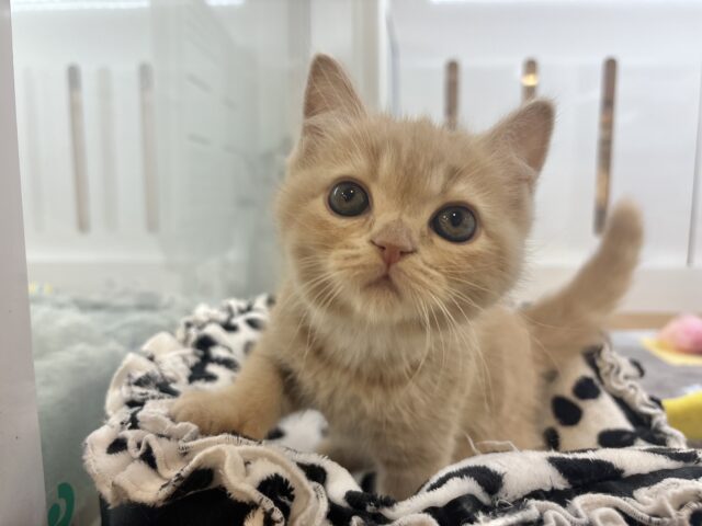 アメリカンショートヘア