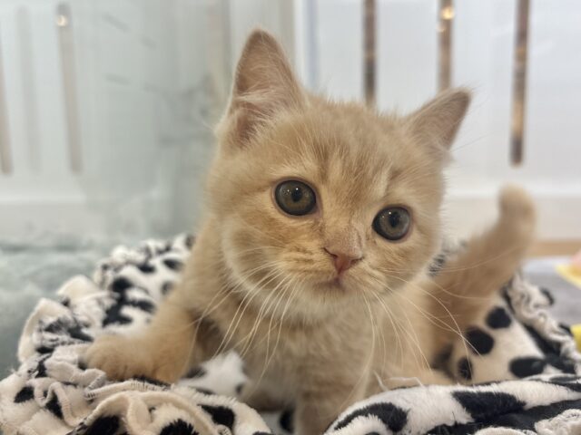 アメリカンショートヘア