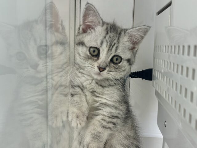 愛嬌たっぷりをお届け♥マンチカンちゃん! マンチカン