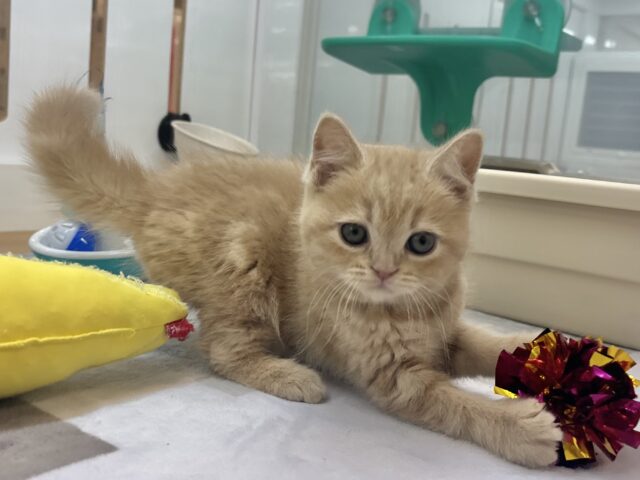 アメリカンショートヘア