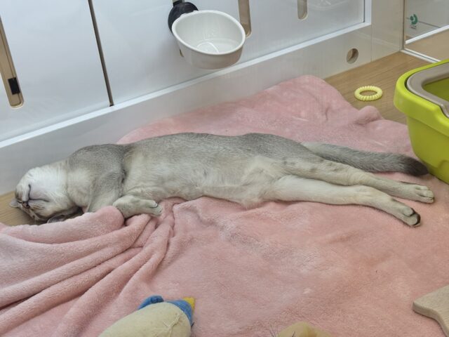 甘々タイムの破壊力が凄まじい♥シンガプーラくん! シンガプーラ