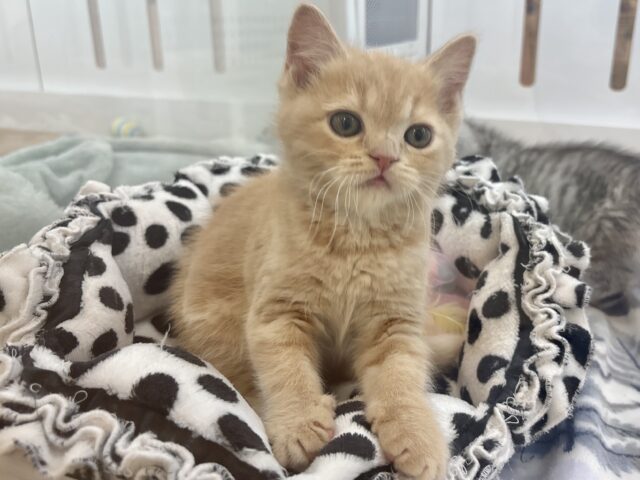 甘えたい!が止まらない♡アメリカンショートヘアちゃん! アメリカンショートヘア