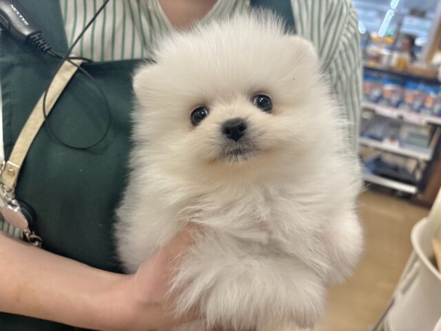 僕の可愛さにやられても知らないよっ♡ポメラニアンくん! ポメラニアン