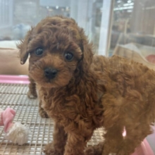 数え切れない可愛さ……トイプードルくん！