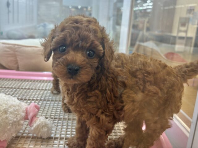 数え切れない可愛さ……トイプードルくん！