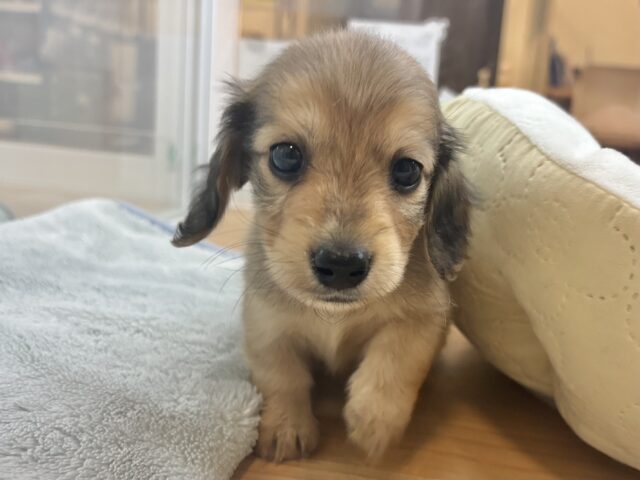 短いあんよで迎え行くね♡ミニチュアダックスくん！