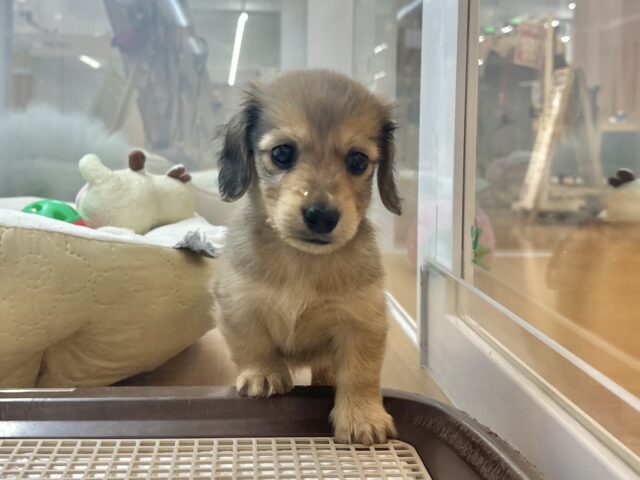 短いあんよで迎え行くね♡ミニチュアダックスくん! ミニチュアダックス