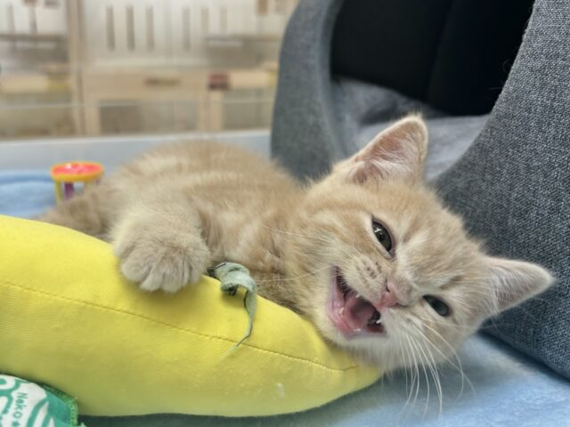 アメリカンショートヘア