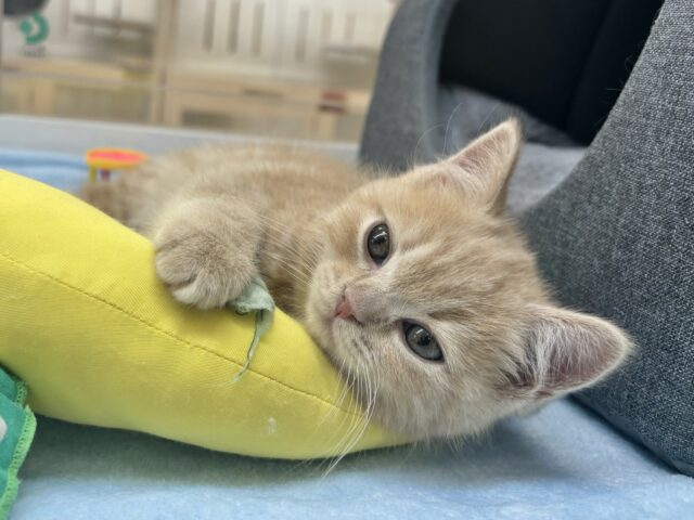 アメリカンショートヘア