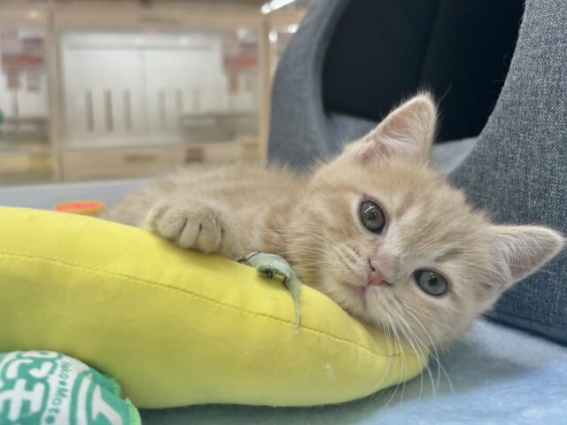 アメリカンショートヘア