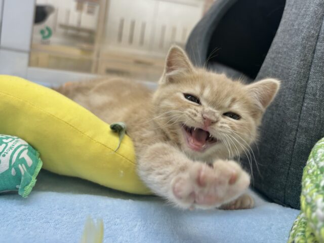 アメリカンショートヘア