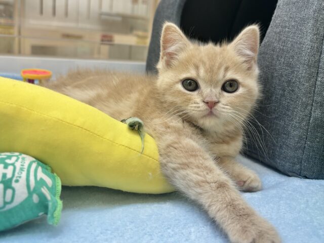 アメリカンショートヘア