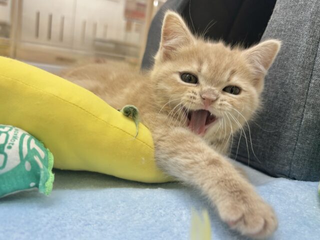 アメリカンショートヘア