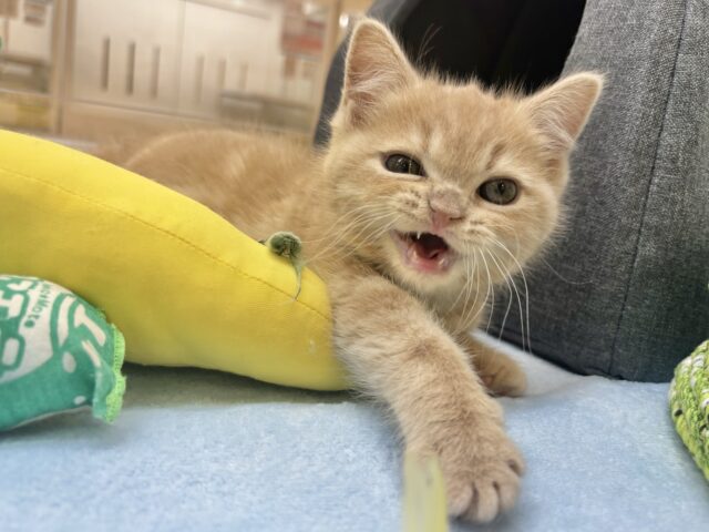 甘えたい!が止まらない♡アメリカンショートヘアちゃん! アメリカンショートヘア