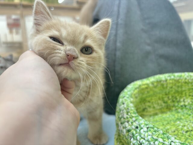 甘えたい!が止まらない♡アメリカンショートヘアちゃん! アメリカンショートヘア