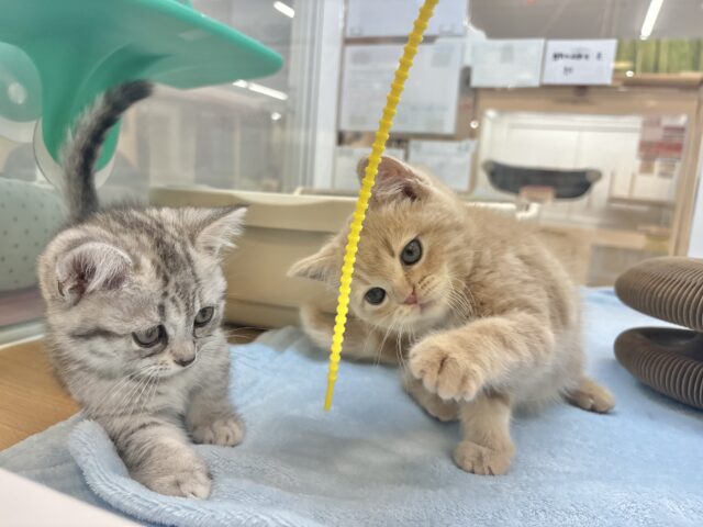 アメリカンショートヘア