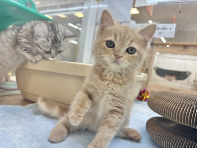 アメリカンショートヘア