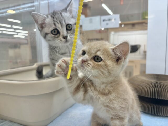 アメリカンショートヘア