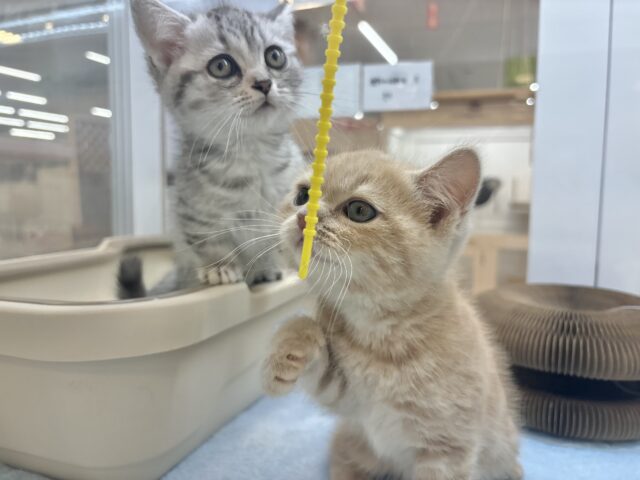 アメリカンショートヘア