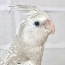 オカメインコ  ホワイトフェイスシナモンパール 🤎🫧‪𓈒𓏸︎︎︎︎✨.ﾟ･