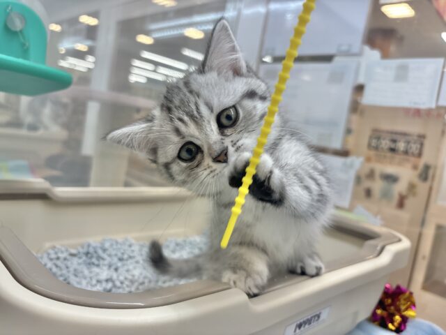 愛嬌たっぷりをお届け♥マンチカンちゃん! マンチカン