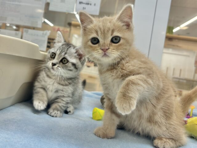 甘えたい!が止まらない♡アメリカンショートヘアちゃん! アメリカンショートヘア