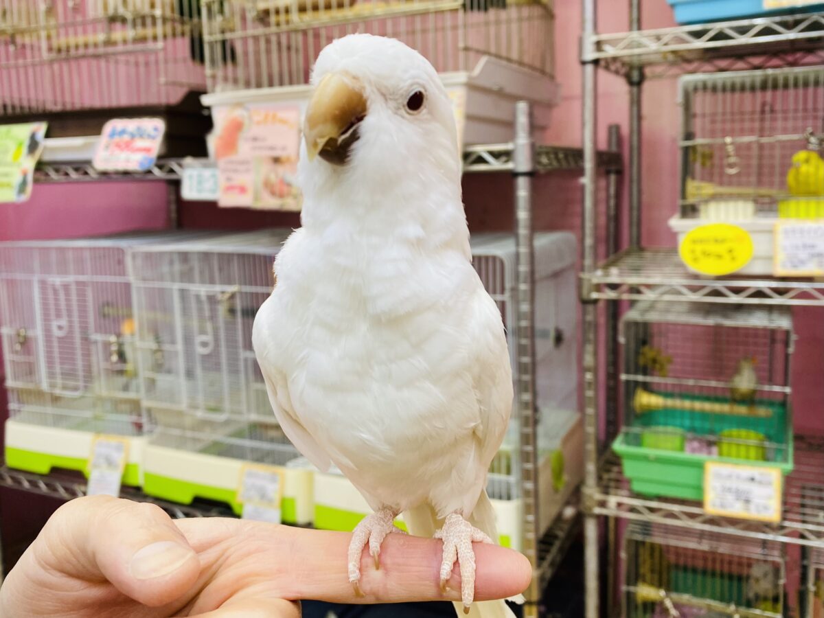 オキナインコ