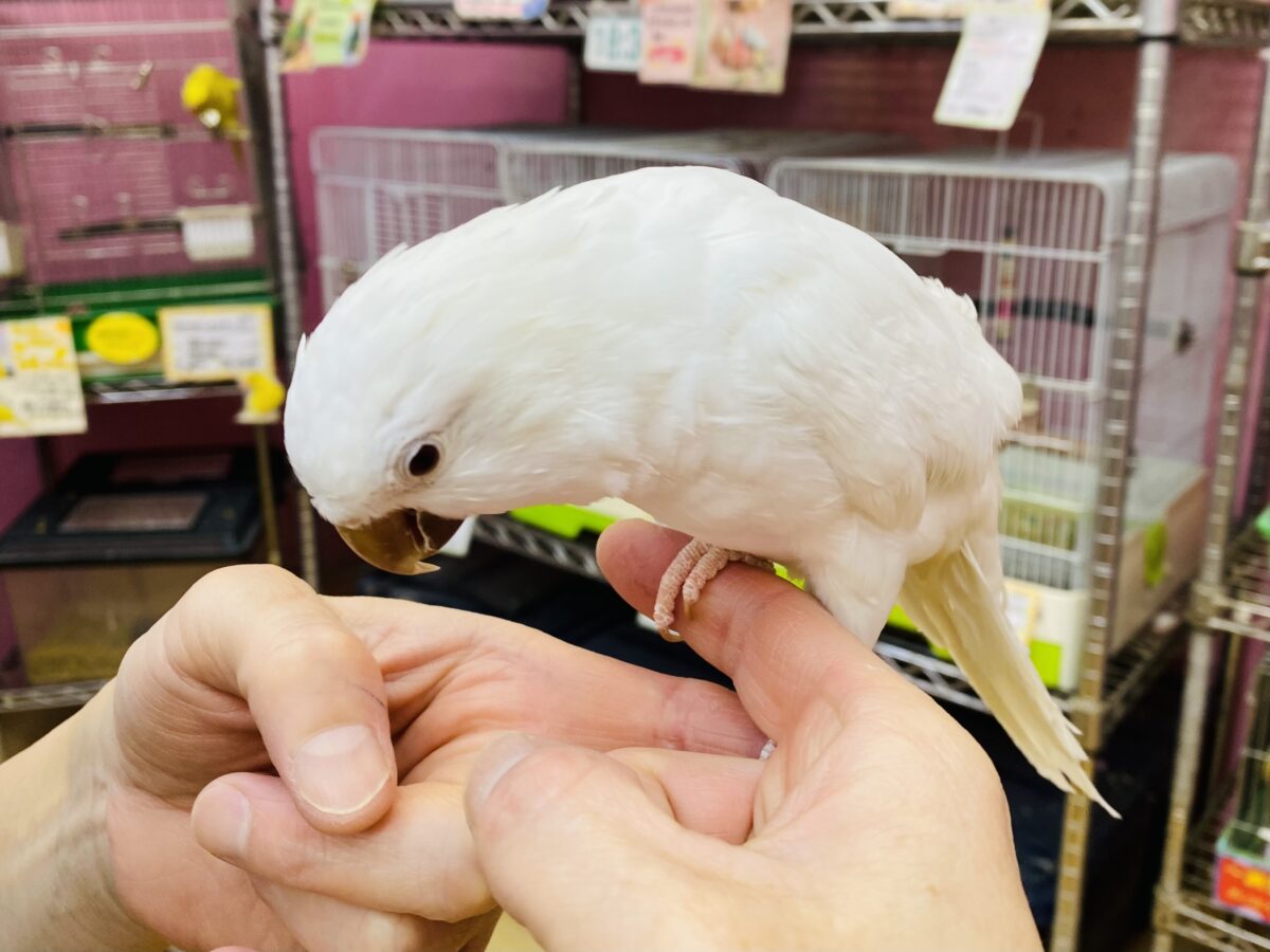 オキナインコ
