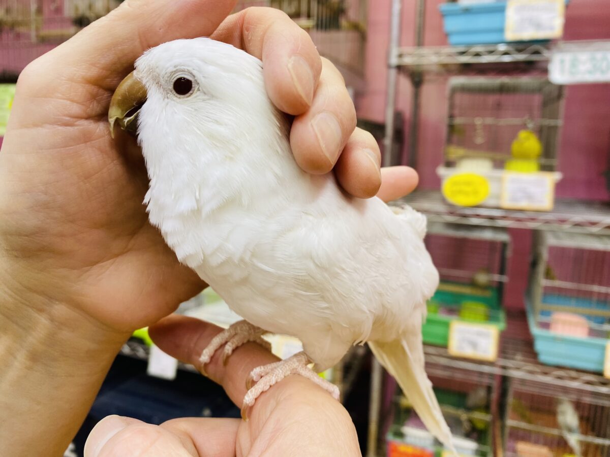 オキナインコ