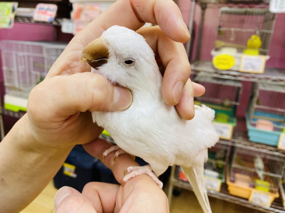 オキナインコ
