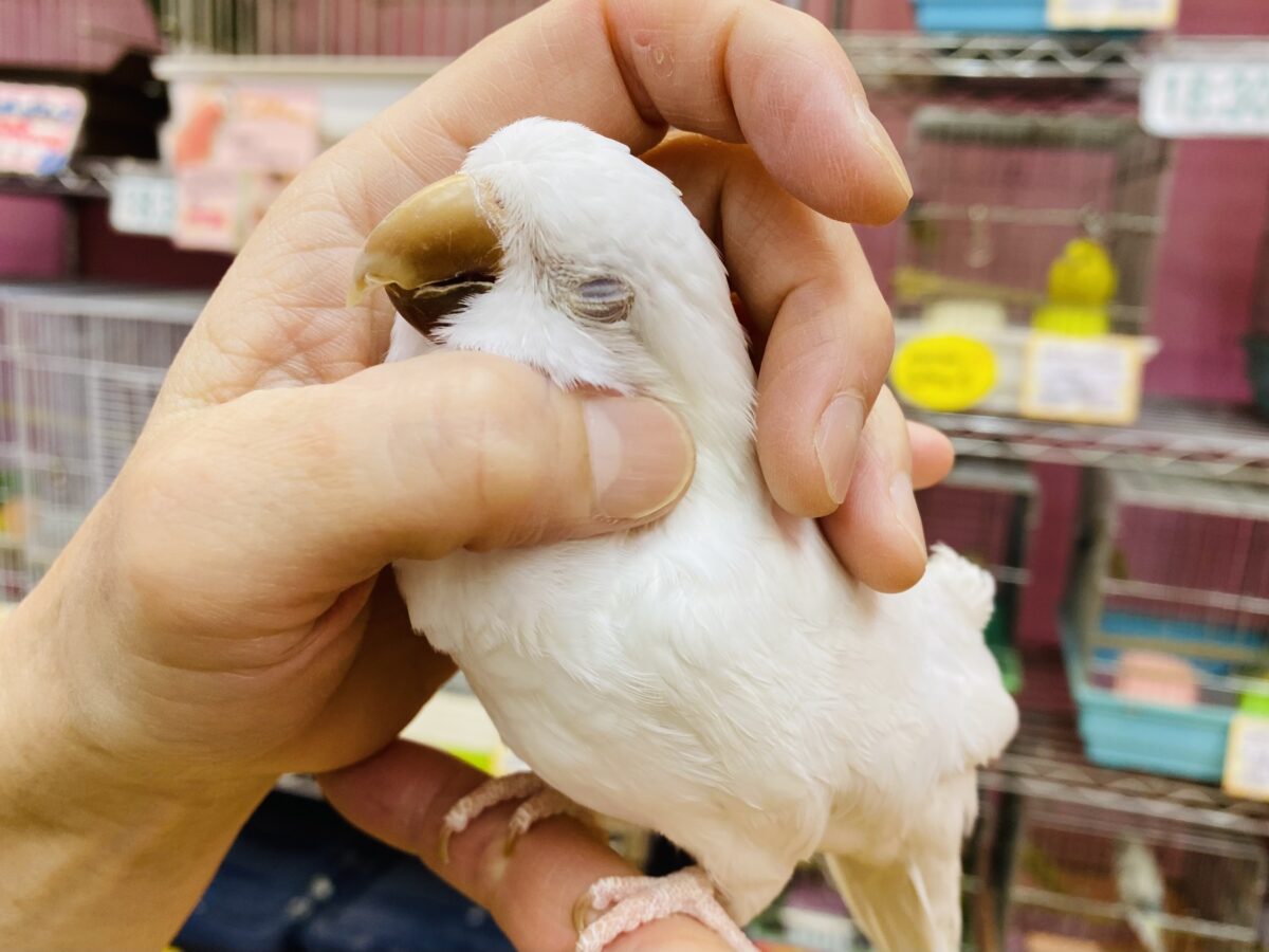 最新オキナ動画・最新画像あります☆真っ白な体に澄んだ赤目の可愛いコ！オキナインコのアルビノ！