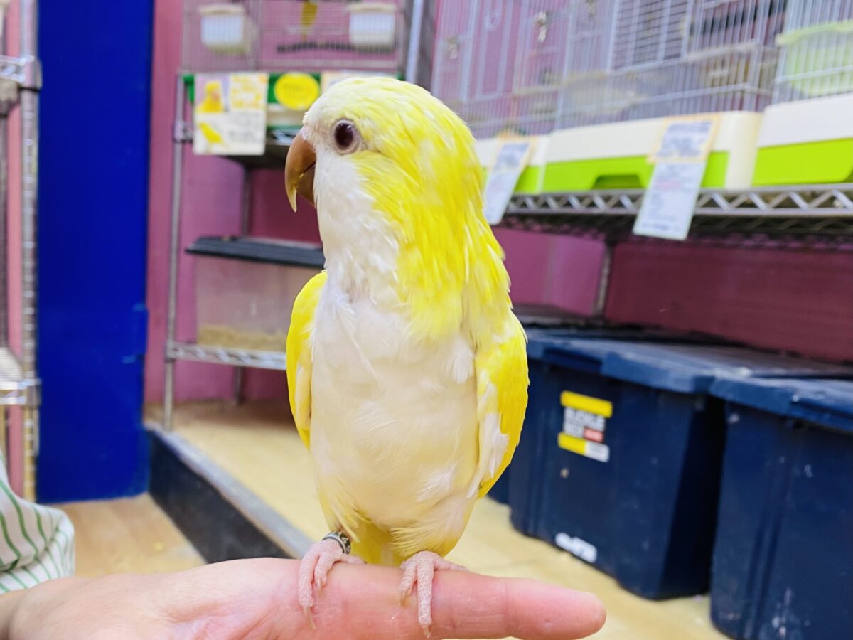 オキナインコ
