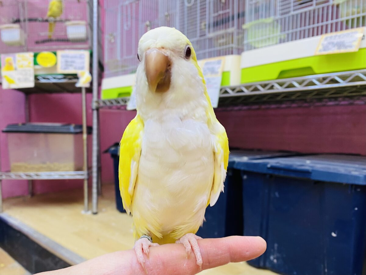 オキナインコ