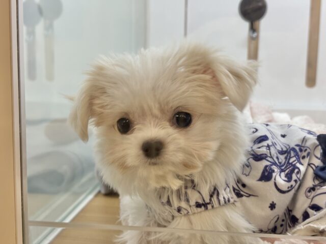 チワマル（マルチワ）