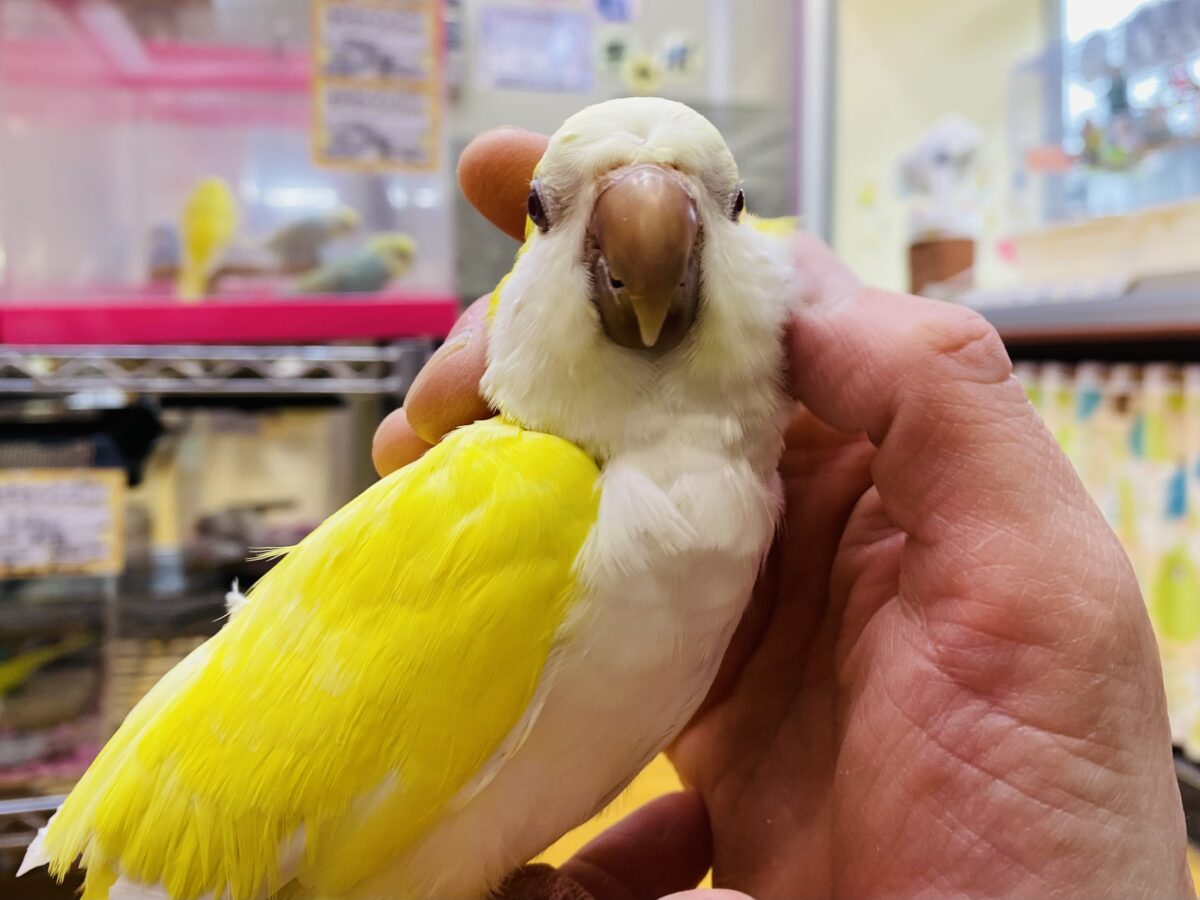 オキナインコ