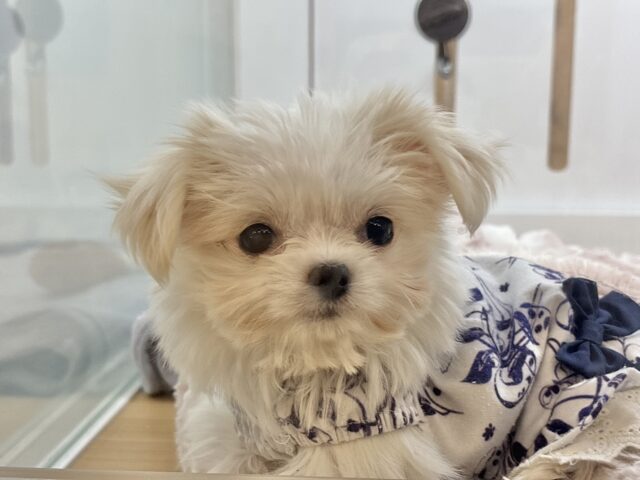 チワマル（マルチワ）