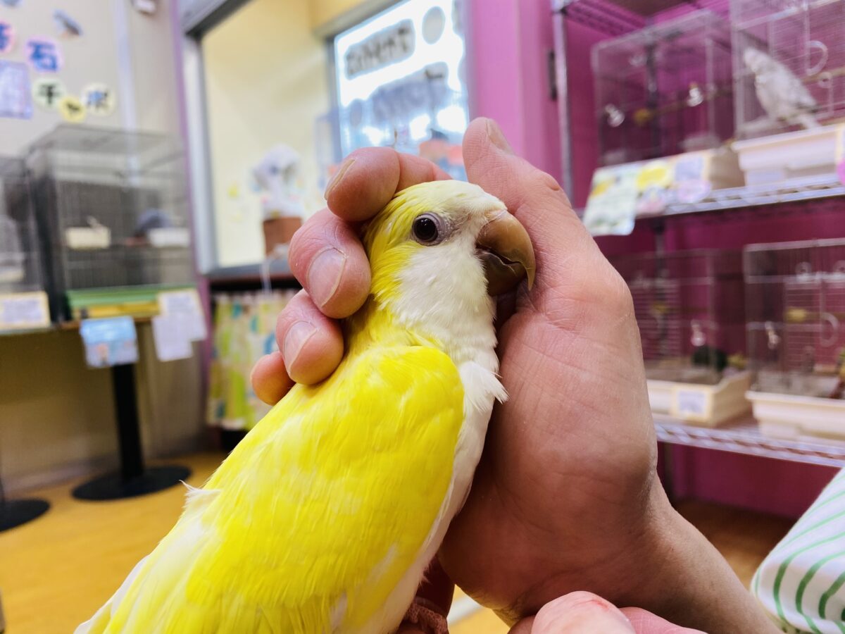 オキナインコ