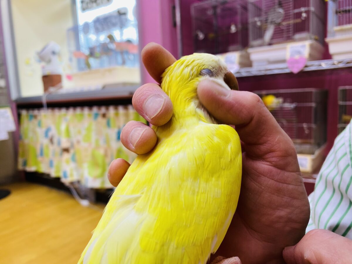 オキナインコ