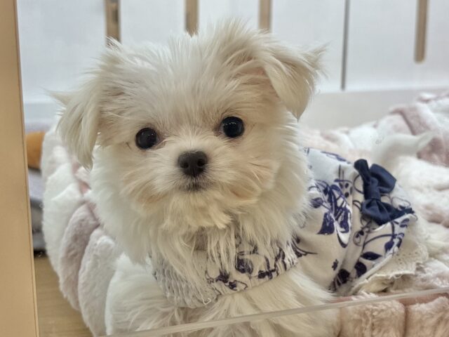 超ホヤホヤ最新画像✨たくさんペロペロするけど許してねっ♥チワマルちゃん！