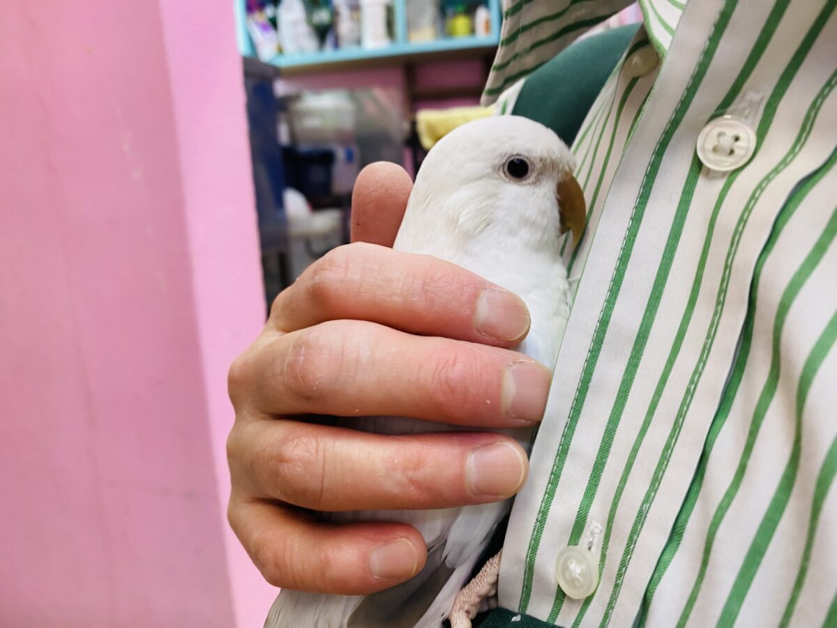 オキナインコ