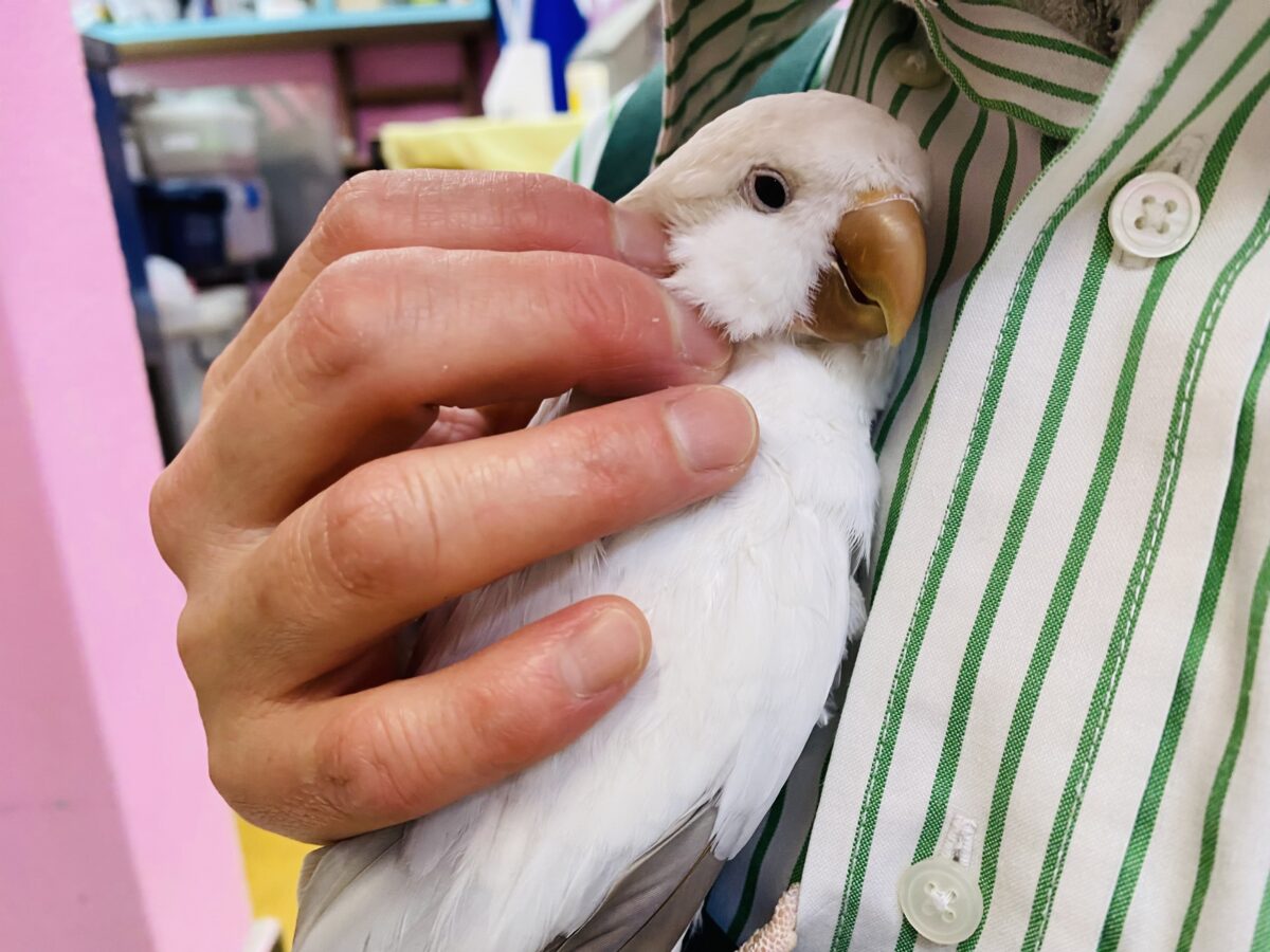 オキナインコ