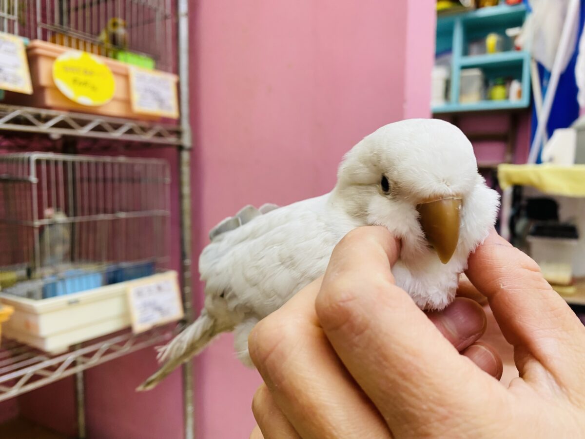オキナインコ