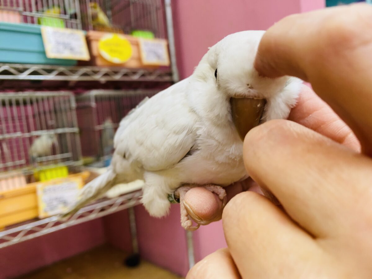オキナインコ
